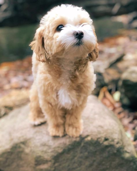 Moodle Maltese Poodle, Maltese Dogs Grooming, Black Maltipoo, Shih Tzu Maltese Mix, Maltese Dogs Haircuts, Maltese Poodle, Dog Haircuts, Maltese Dogs, Dog Eyes