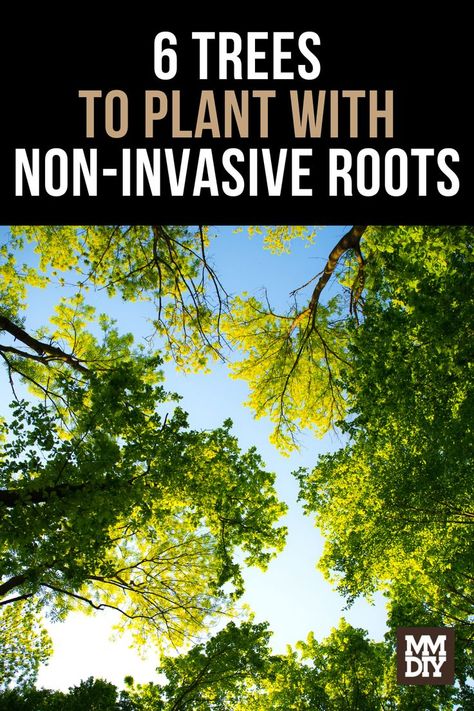 The Best Trees to Plant with Non-Invasive Roots Trees With Roots, Privacy Trees, Privacy Plants, Foundation Planting, Charming Garden, Tree Roots, Yard Landscaping, Trees To Plant, Gardening Tips