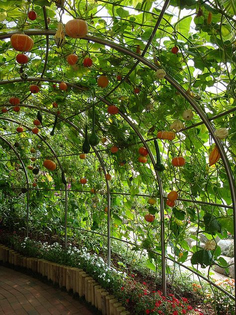 Replace grape vines with gourds? Gourd Trellis, Lots Of Plants, Backyard Vegetable Gardens, Veg Garden, Have Inspiration, Home Vegetable Garden, Vegetable Garden Design, Fruit Garden, Perfect Garden