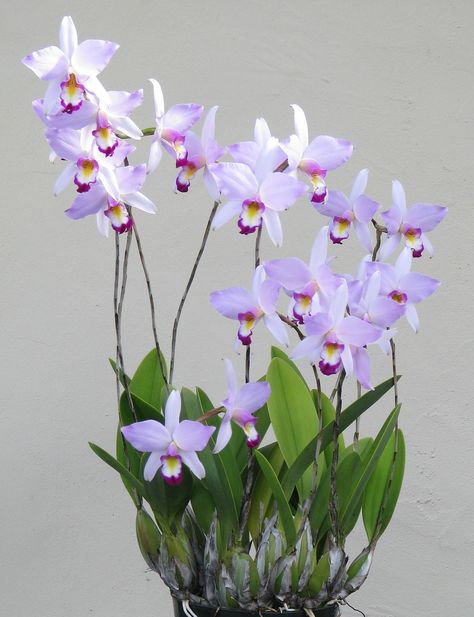 Laelia anceps 'Bright Eyes' Mini Serre, Orchid Photography, Miniature Orchids, Exotic Orchids, Orchids Garden, Orchid Care, Orchid Plants, Beautiful Orchids, Bright Eyes