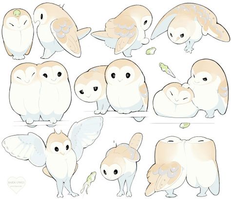 Barn Owl, Owls, Different Types, Twins, Twitter