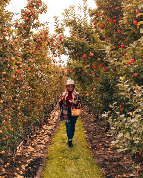 Looking for some unique and creative fall photoshoot ideas to try out this autumn? Heres a list of 20 fall photography ideas that will help you achieve the fall aesthetic of your dreams. Whether you want to aim for destination photography, try your hand at shooting with props, or want to get spooky for the Halloween season. This post has all sorts of fall photography ideas to help you get some really fun seasonal fall photos for your instagram. Apple Orchard Photography, Apple Picking Photos, Fall Photoshoot Ideas, Apple Picking Season, Southern Preppy, Fall Shoot, Chic Autumn, Family Beach Pictures, Fall Photography