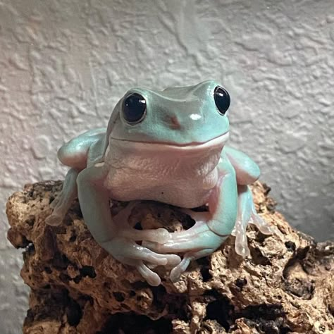 Cute Pet Frogs, Tree Frogs Cute, White’s Tree Frog, White Lipped Tree Frog, Frogs As Pets, White's Tree Frog, Tree Frog Aesthetic, Frog Pictures Cute, Whites Tree Frog Terrarium