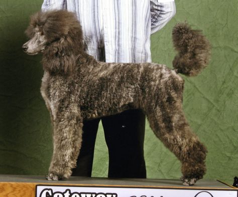 Poodle Standard, Small Poodle, Poodle Hair, Poodle Cuts, Poodle Grooming, Tea Cup Poodle, Big Ears, Miniature Poodle, Water Dog