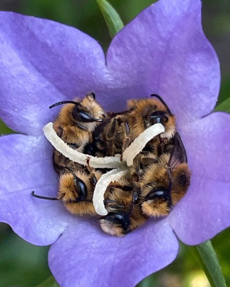 Bee Photo, Bees And Wasps, Bee Garden, Animal Antics, Beautiful Bugs, Bee Art, Save The Bees, Bees Knees, Bee Keeping