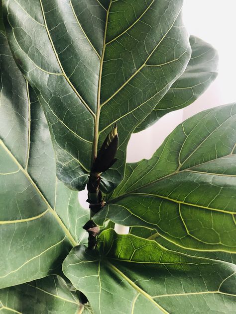 Fiddle Leaf Fig Aesthetic, Room Moodboard, Aesthetic Plant, Fiddle Fig, Fig Leaf, Plant Photos, Phone Aesthetic, Fig Leaves, Leaf Texture