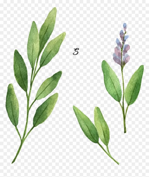 Sage Sprig Tattoo, Sage Tattoo Ideas, Sage Tattoo Flower, Sage Painting, Sage Drawing, Sage Illustration, Sage Tattoo, Calf Sleeve Tattoo, Salvia Apiana