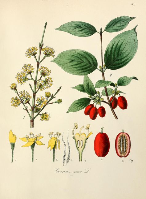 Cornus mas, commonly known as cornel (also the Cornelian cherry, European cornel or Cornelian cherry dogwood), is a species of shrub or small tree in the dogwood family Cornaceae native to Western Europe, Southern Europe, and Southwestern Asia. #botanicalillustration #cornel Cornelian Cherry, Cornus Mas, Southern Europe, Baby Tattoos, Western Europe, Cherry Tree, Small Trees, Botanical Illustration, Mammals