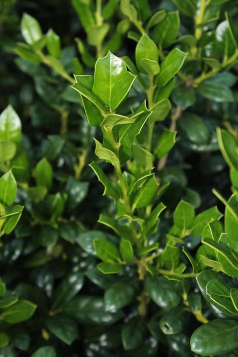 Evergreen Shrubs Full Sun, Shrubs For Full Sun, Full Sun Landscaping, Backyard Raised Garden, Small Evergreen Shrubs, Full Sun Garden, Shrubs For Landscaping, Full Sun Shrubs, Evergreen Flowers