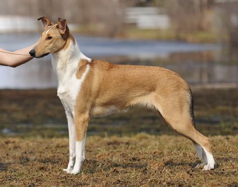 Smooth Collie • From: collie.kuvat.fi