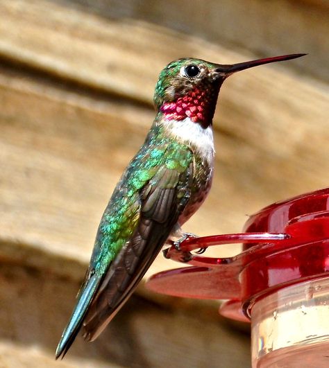 Iridescent Feathers, Anna's Hummingbird, Hummingbird Pictures, Exotic Birds, Bird Pictures, All Birds, Pretty Birds, Bird Photo, Colorful Birds