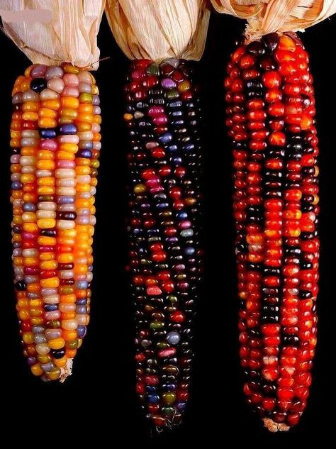 Gem Corn, Rainbow Corn, Glass Gem Corn, Vegetable Pictures, Forest Fruits, Dried Corn, Indian Corn, Portraiture Painting, Beautiful Scenery Pictures