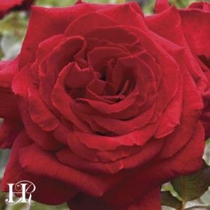 Velvet Fragrance Deep Red Roses, Rose Garden Landscape, Rose Gardening, Rose Nursery, Fragrant Roses, Rose Bushes, Heirloom Roses, Rose Velvet, Types Of Roses