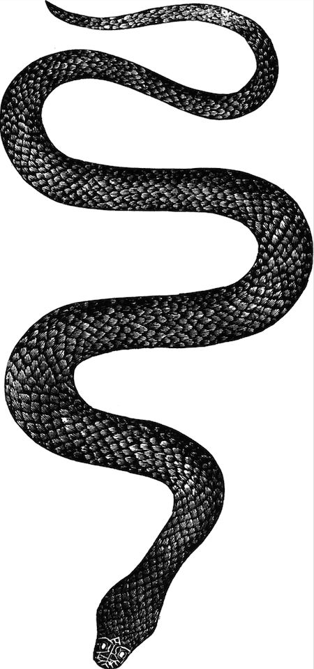 Snake Illustration, Snake Black, Art 2024, New Orleans Homes, Black Snake, Linocut, Tattoos And Piercings, New Orleans, Piercings