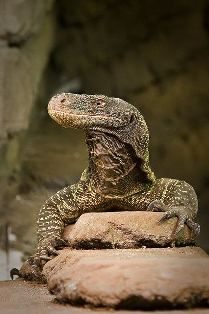 crocodile monitor | Varanus Salvadorii Posing (Crocodile Monitor) | Flickr - Photo Sharing ... Chameleon Lizard, Small Mammals, Monitor Lizard, Cute Reptiles, Reptile Snakes, Komodo Dragon, Fast Moving, Komodo, Crocodiles