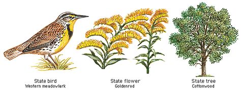 Nebraska State Bird Flower and Tree Nebraska Tattoo, Nebraska State, State Symbols, Bird And Flower, State Birds, Flower Tree, Homeschool Planning, Flower Bird, Iowa State