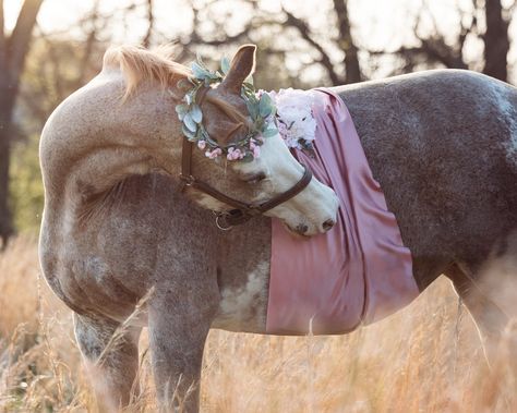 Horse Maternity Photoshoot, Maternity Photo With Horse, Senior Horse Photography, Pet Photography Poses, Pregnant Horse Photoshoot, Pregnant Horse, Maternity With Horse, Hobby Horses, Equine Photographer