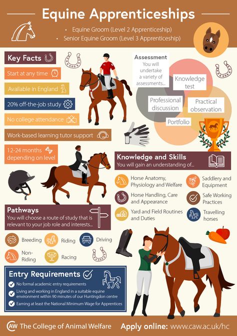 Horse Infographic, Equine Studies, Facts About Horses, Job Titles, Equine Care, Horse Lessons, Horse Information, Healthy Horses, Horse Riding Outfit