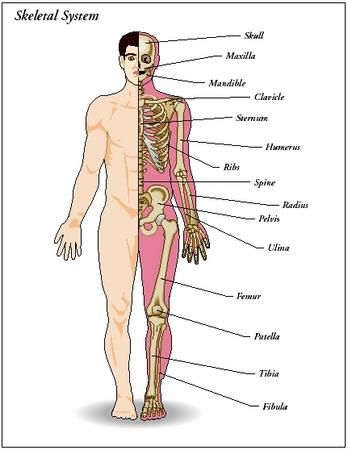 http://www.o3center.org/Articles/TheOwnersManualForTheHumanBody.html Human Skeletal System, Skeletal System, Science Fair, Skeletal, Working Together, The Body, Bones, Things To Think About, Human Body