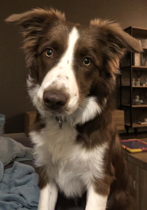 Chocolate Border Collie, Brown And White Border Collie, Border Collie Brown And White, Brown Border Collie Puppy, Brown Border Collie, Border Collie Colors, Brown And White Dog, Gsp Dogs, Brown Border