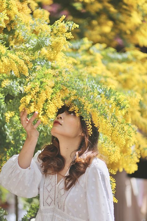 Mimosa, Picture Gallery, Flowers