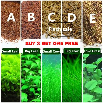 Aquarium Grass, Tanaman Air, Freshwater Aquarium Plants, Taman Air, Tropical Freshwater Fish, Aquarium Gravel, Live Aquarium Plants, Water Grass, Aquascape Aquarium