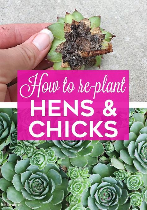 How to Re-Plant Hens and Chicks Succulent Garden Design, Succulent Garden Diy, Propagating Succulents, Growing Succulents, Succulent Gardening, Succulent Care, Hens And Chicks, Replant, Succulents Diy