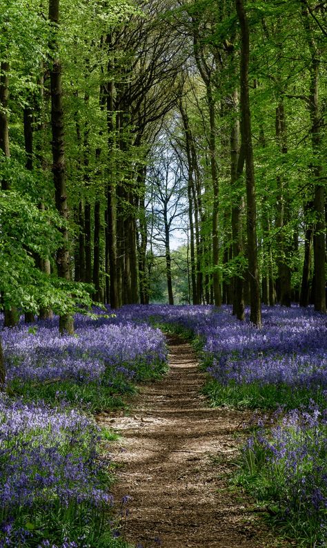 Forest Scenery, Forest Path, Pretty Landscapes, Woodland Garden, Walk In The Woods, Jolie Photo, Nature Aesthetic, Beautiful Nature Scenes, Carpe Diem