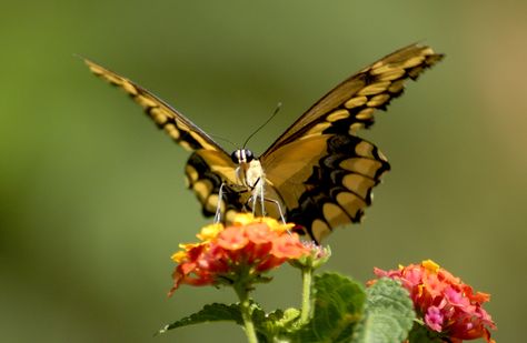 shades of brown on apricot flower Herbivorous Animals, Most Beautiful Butterfly, Butterfly On Flower, Beautiful Butterfly Pictures, Girl Artist, Big Animals, Butterflies Flying, Butterfly Pictures, Butterfly Wallpaper