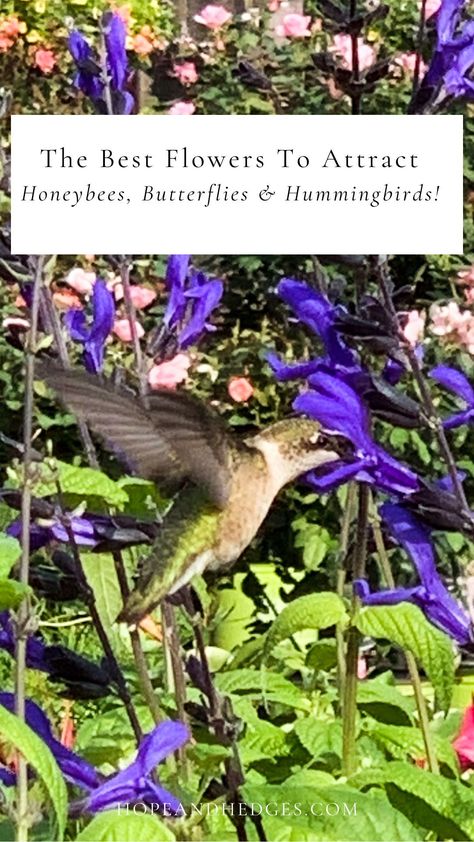 The BEST flowers for attracting honeybees, butterflies, and hummingbirds all summer long! Creating a honeybee flower garden and don't know which flowers for pollinators are best? These pollinator garden flowers are your go-to! From my favorite flower for hummingbirds, to the easy to grow, long-blooming flower for butterflies, to the flowers for bees that becomes a honeybee-magnet! These are the best pollinator friendly flowers that attract bees and butterflies! Best Pollinator Flowers, Butterfly Attracting Flowers, Plants For Bees And Butterflies, Flowers Hummingbirds Like, Flowers That Attract Hummingbirds And Butterflies, Pea Gravel Garden, Texas Butterfly Garden Native Plants, Butterfly Garden Plants, Formal Garden Design