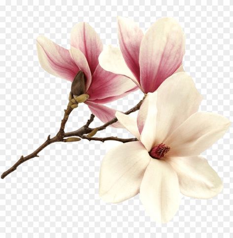 Flowers Clear Background, Flower Magnolia, Background Png Images, Watercolor Wallpaper Iphone, Japanese Art Styles, Png Flower, Transparent Flowers, Magnolia Trees, Summer Png