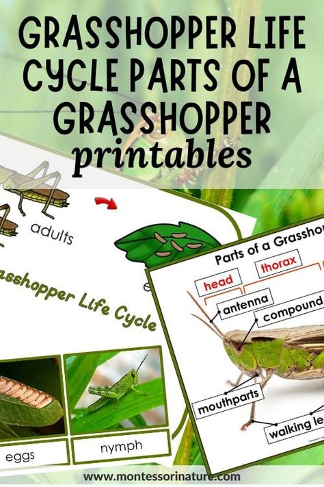 Looking for a fun and educational way to teach your children about grasshoppers? Look no further than Montessori printables! These printable resources help kids explore the fascinating anatomy and behavior of these amazing insects, while also building their critical thinking and problem-solving skills. Grasshopper Life Cycle, Grasshopper Pictures, Cycle Poster, Nature Printables, Amazing Insects, Montessori Printables, Blank Poster, Learning Printables, Social Emotional Development