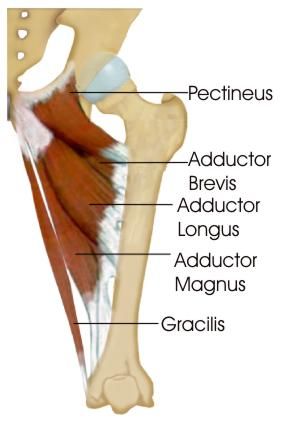 Adductor Brevis: The adductor brevis muscle is a short, lying underneath the adductor longus. The adductor brevis lies in between the anterior and posterior divisions of the obturator nerve. Attachments of the Adductor Brevis Origin-originates from the body of the pubis and inferior pubic rami Insertion-It attaches to the linea aspera on the posterior surface of … Adductor Muscles, Hip Injury, Psoas Release, Inner Thigh Muscle, Craniosacral Therapy, Tight Hip Flexors, Muscle Imbalance, Psoas Muscle, Lower Limb