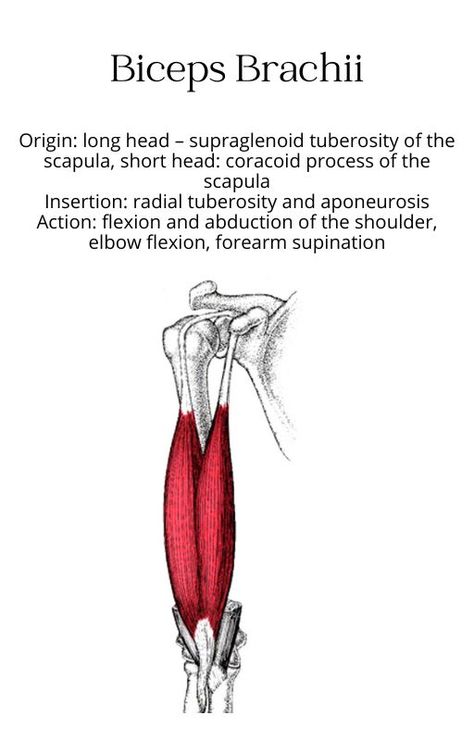 muscle anatomy bony structure studying biceps brachii chart origin insertion action innervation athletic training physical therapy nursing doctor healthcare health professions physiology school Muscle Chart Anatomy, Muscle Chart, Biceps Brachii Muscle, Physical Therapy School, Human Muscle Anatomy, Physical Therapy Student, Biceps Brachii, Bicep Muscle, Massage Therapy Techniques