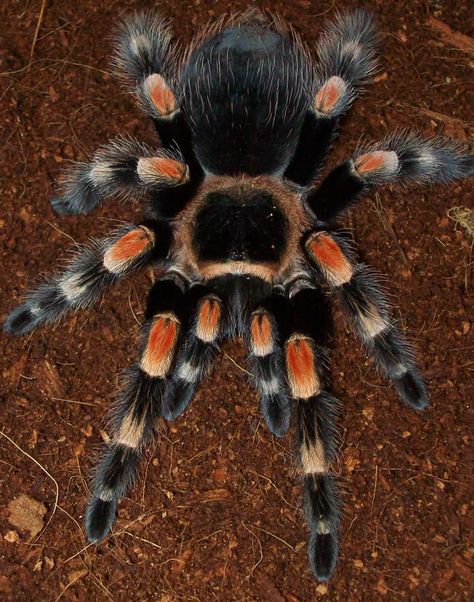 Brachypelma Smithi aka Mexican Redknee Tarantula For full details, check out this website:  http://www.iucnredlist.org/details/8152/0 Colorful Tarantula, Orange Baboon Tarantula, Red Knee Tarantula, Mexican Red Rump Tarantula, Pet Tarantula, Huge Spiders, Mexican Redknee Tarantula, Arachnids Spiders, Types Of Spiders