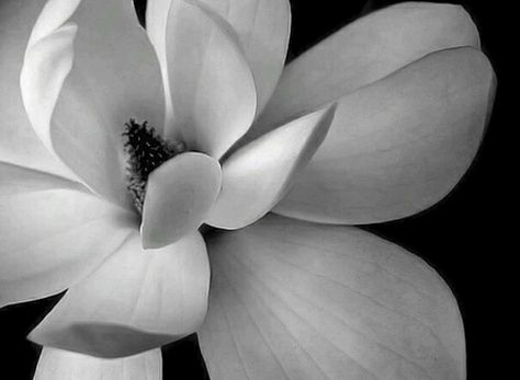 Magnolia Photography, Burgundy Aesthetic, Black And White Flower, Pattern Black And White, White Gardens, White Picture, Dmc Floss, Ideal Wedding, Black And White Pictures