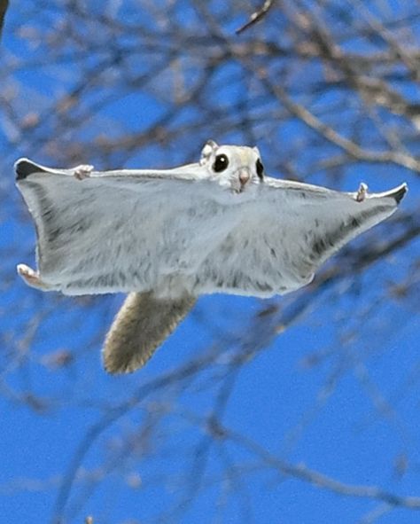 Flying Squirrel, Sugar Glider, Nature Photography, Instagram Photo, Animals, On Instagram, Instagram, Nature