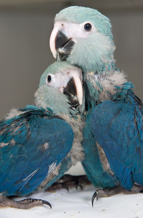 Spix's Macaw babies at ACTP in March 2011. Blue Spix Macaw, Spix Macaw, Blue Macaws, Macaw Painting, Blue Hyacinth, Parrot Feather, Blue Macaw, African Grey Parrot, Extinct Animals