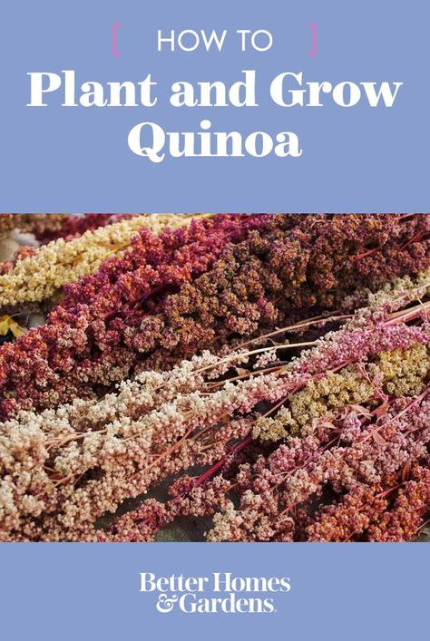 Grow a super grain right in your backyard with these easy tips for planting, growing, and harvesting quinoa. #howtogrowquinoa #canyougrowquinoa #vegetablegarden #bhg How To Grow Quinoa, Growing Grains At Home, Quinoa Plant, Growing Grains, Growing Quinoa, Bee Yard, Garden Tricks, Vege Garden, Quinoa Seeds