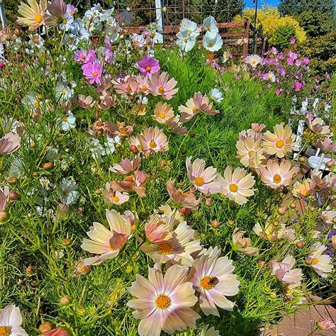 Have you dreamed of growing a garden full of gorgeous cosmos in your cut flower garden? I’ll share my tips on sowing cosmo seeds indoors, how to transplant them into the garden, and much more. Cosmos Garden, Cosmos Plant, Allotment Ideas, Zone 8b, Date Plant, Growing Cut Flowers, Summer Flower Arrangements, Market Flowers, Fall Cottage