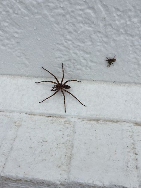 Big one is a Dolomedes tenebrosus (Dark Fishing Spider) and the jumper is a female Plexippus paykulli (Pantropical Jumper). Fishing Spider, Spiders, Fishing, Jumper, Fish, Animals, Quick Saves