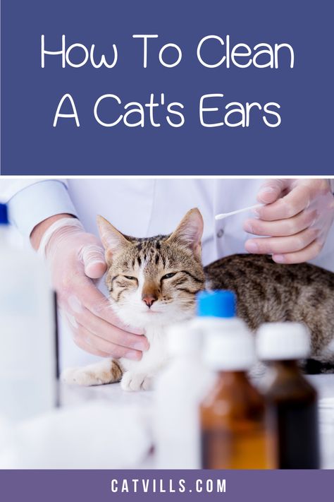 Clean Cat Ears, Diy Cat Ears, Cat Health Problems, Vet Clinic, Cat Hacks, Cat Care Tips, Natural Cat, Cat S, Animal Cat