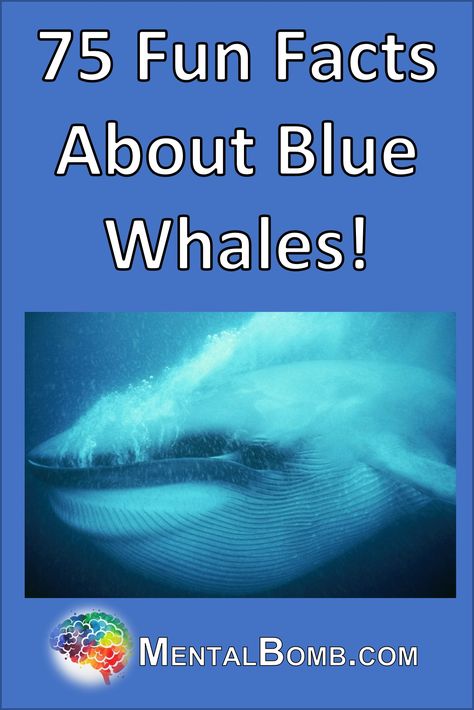 Over 75 fun facts about Blue Whales including 25 fun facts about Blue Whales especially for kids, plus learn more about where they live, what they eat, what they do, and so much more! Blue Whale Facts, Whale Facts, Fin Whale, Baleen Whales, Fun Facts For Kids, Blue Whales, Gray Whale, Marine Ecosystem, Facts For Kids