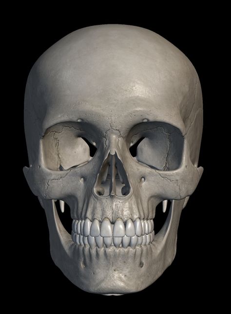 Skull Front View, Anatomy Drawing Reference, Skeleton Art Drawing, How To Draw Art, Sketch Head, Bone Drawing, Skull Anatomy, Anatomy Bones, Head Anatomy