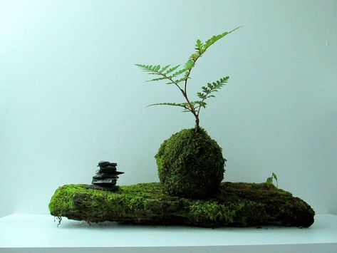 Japanese Moss Balls, Bonsai Soil, Moss Ball, Moss Plant, Acid Loving Plants, Moss Garden, Growing Succulents, Moss Balls, Moss Art