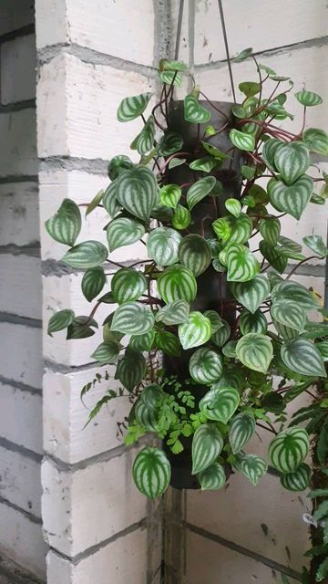 Peperomia Watermelon, Watermelon Peperomia, Tanaman Indoor, Peperomia Plant, Dream Plants, Plant Goals, Light Hanging, Hanging Garden, Shade Plants