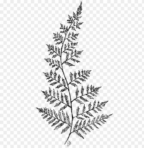 Fern Drawing, Drawing Transparent, Fern Tree, Tree Drawing Simple, Drawing Simple, Fern Plant, Plant Drawing, Tree Drawing, Drawing Reference Poses