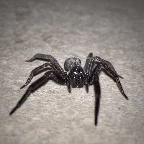 Black House Spider, House Spider, Black Spider, Spiders, Black House, Animals, Black