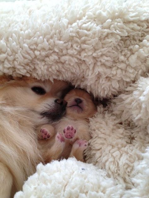 God Baby, Baby Puppy, Cute Pomeranian, Puppy Paws, Airedale Terrier, Pomeranian Dog, Pomeranian Puppy, Mom Baby, 귀여운 동물