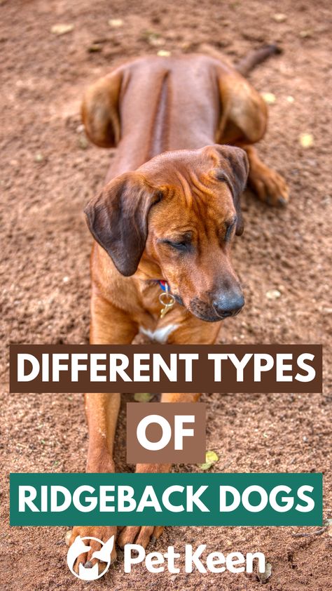 Ridgeback dogs are born with a natural mohawk caused by the hair on their back growing in the opposite direction and feature a one-of-a-kind look that’s sure to impress. Here are three types of Ridgeback dogs you should know about. Black Rhodesian Ridgeback, Rhodesian Ridgeback Aesthetic, Rodesien Ridgeback, Rodhesian Ridgeback, Natural Mohawk, Ridgeback Puppies, Dog Infographic, Thai Ridgeback, Ridgeback Dog